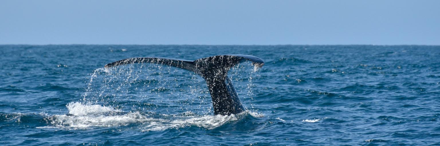 david-nieto-PklMRy6OjJk-unsplash