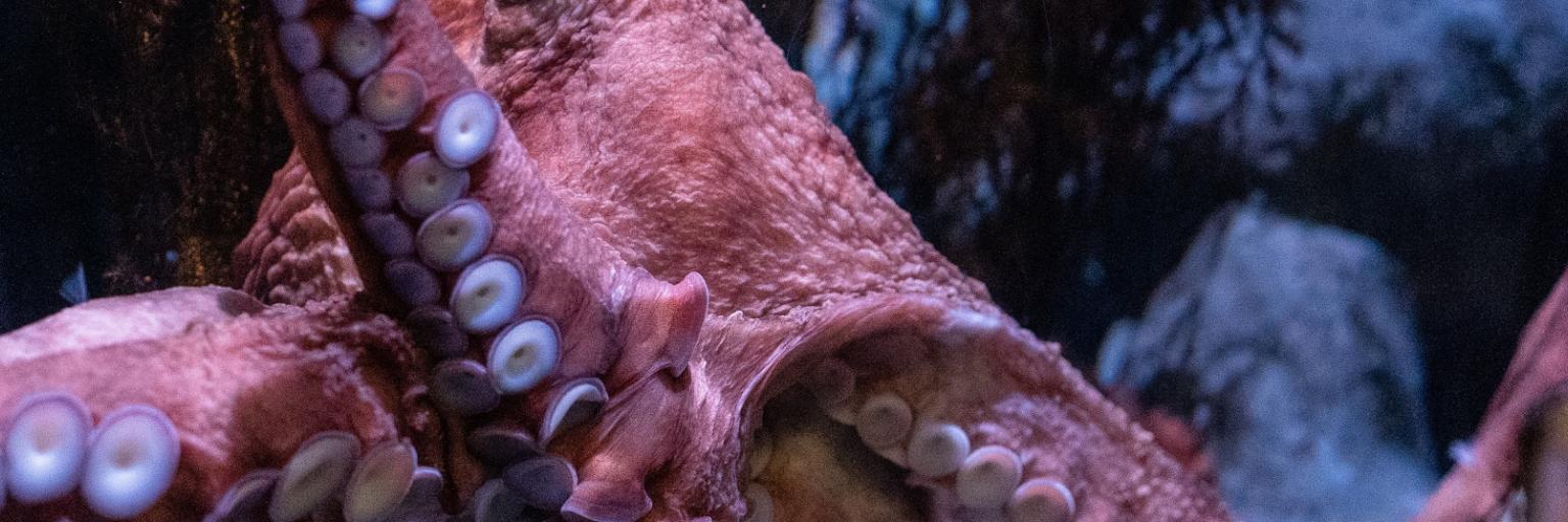 jeahn-laffitte-wyWTMU3-N-M-unsplash-bb